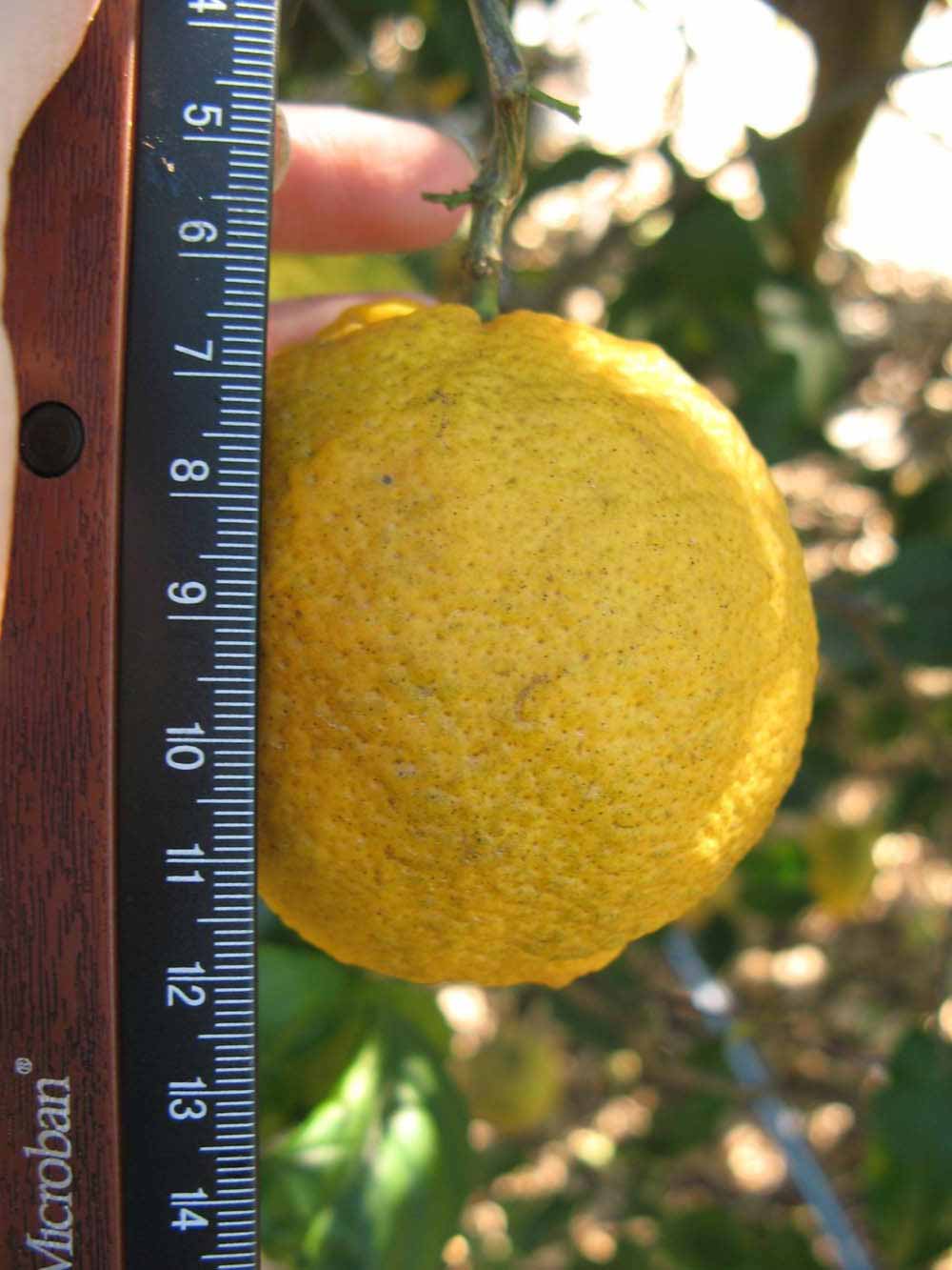            Fruit (Vangasay, Winter Haven, FL)   